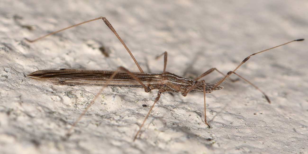 Berytidae: Berytinus hirticornis nigrolineatus